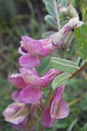 Vicia pannonica subsp. striata \ Gestreifte Wicke / Hungarian Vetch, I Campo Imperatore 5.6.2007