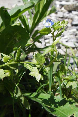 Veronica persica \ Persischer Ehrenpreis / Common Field Speedwell, I Liguria, Castelvecchio di Rocca Barbena 19.5.2013