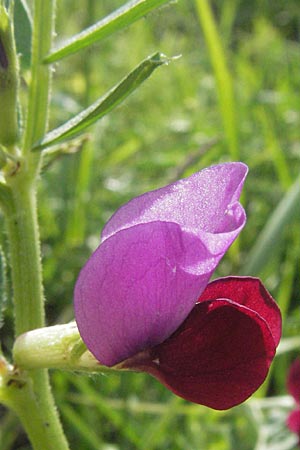 Vicia sativa var. sativa \ Saat-Wicke, Echte Futter-Wicke / Common Vetch, I Monti Sibillini 8.6.2007