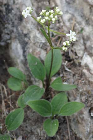 Valeriana saxatilis \ Felsen-Baldrian / Rock Valerian, I Alpi Bergamasche, Monte Alben 11.6.2017
