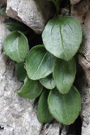 Valeriana saxatilis \ Felsen-Baldrian / Rock Valerian, I Alpi Bergamasche, Monte Alben 11.6.2017