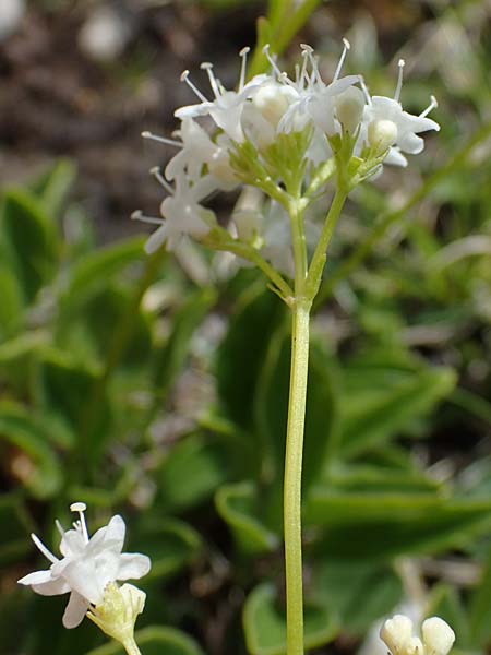 Valeriana saxatilis \ Felsen-Baldrian / Rock Valerian, I Südtirol,  Plätzwiese 5.7.2022