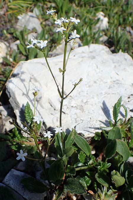 Valeriana saxatilis \ Felsen-Baldrian / Rock Valerian, I Südtirol,  Plätzwiese 5.7.2022