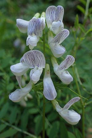 Vicia sylvatica \ Wald-Wicke / Wood Vetch, I Pragser Wildsee 6.7.2022