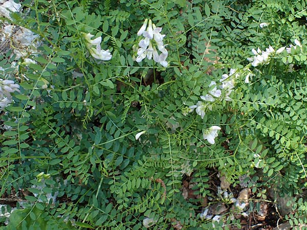 Vicia sylvatica \ Wald-Wicke / Wood Vetch, I Pragser Wildsee 6.7.2022
