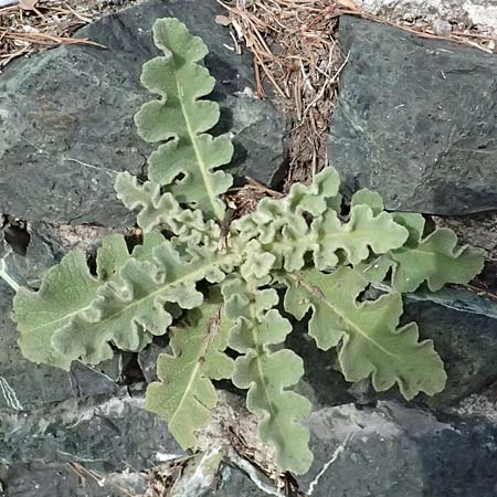 Verbascum sinuatum \ Gewelltblttrige Knigskerze / Wavyleaf Mullein, I Liguria, Levanto 4.10.2023