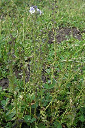 Veronica serpyllifolia \ Quendelblttriger Ehrenpreis, Thymian-Ehrenpreis / Thyme-Leaved Speedwell, I Monti Sibillini, Castelluccio 7.6.2007