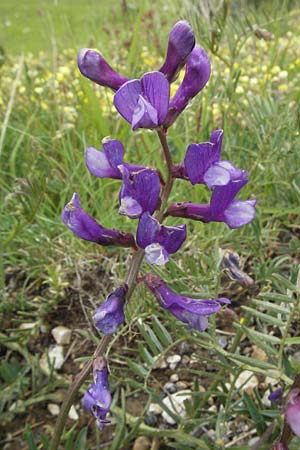 Vicia onobrychioides \ Esparsetten-Wicke, I Campo Imperatore 5.6.2007