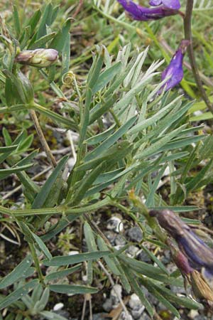 Vicia onobrychioides \ Esparsetten-Wicke, I Campo Imperatore 5.6.2007