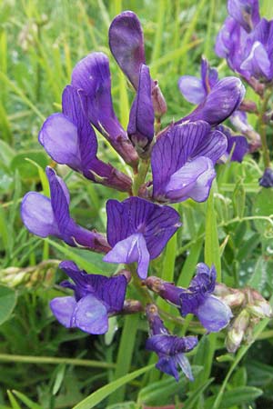 Vicia onobrychioides \ Esparsetten-Wicke, I Campo Imperatore 5.6.2007