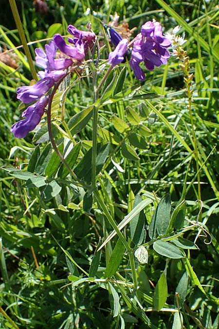 Vicia cracca \ Vogel-Wicke / Tufted Vetch, I Südtirol,  Plätzwiese 5.7.2022