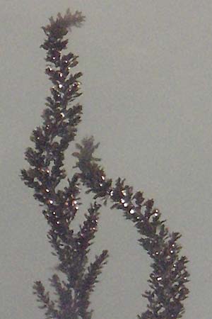 Sargassum muticum \ Japanischer Beeren-Tang, I Venedig 17.2.2007