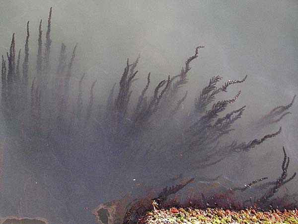 Sargassum muticum \ Japanischer Beeren-Tang, I Venedig 17.2.2007
