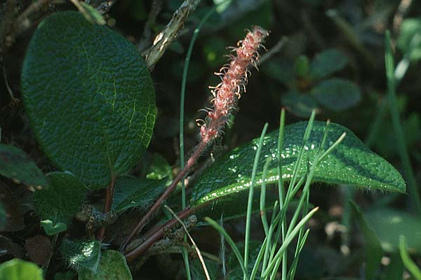 Salix reticulata \ Netzadrige Weide / Net-Leaved Willow, I Paganella 12.7.1991