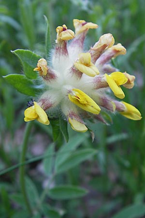 Anthyllis vulneraria subsp. carpatica ? \ Karpaten-Wundklee / Carpathian Kidney Vetch, I Liguria, Sassello 22.5.2010