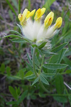 Anthyllis vulneraria subsp. carpatica ? \ Karpaten-Wundklee / Carpathian Kidney Vetch, I Liguria, Sassello 22.5.2010