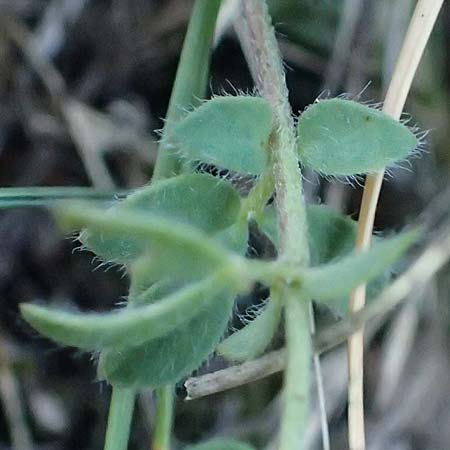 Lotus angustissimus \ Schmalblttriger Hornklee / Slender Bird's-Foot Trefoil, I Liguria, Passo delle Cappelletta 1.10.2023
