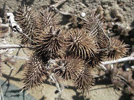 Xanthium italicum \ Italienische Spitzklette / Italian Cocklebur, I Jesolo 17.2.2007