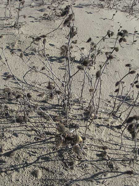 Xanthium italicum \ Italienische Spitzklette / Italian Cocklebur, I Jesolo 17.2.2007