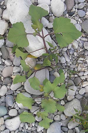 Xanthium italicum \ Italienische Spitzklette / Italian Cocklebur, I Isola dei Morti 26.6.2010