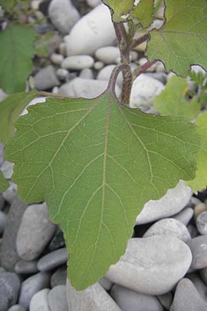 Xanthium italicum \ Italienische Spitzklette / Italian Cocklebur, I Isola dei Morti 26.6.2010