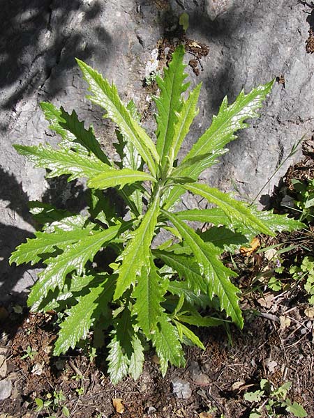 Senecio pterophorus \ S&uuml;dafrikanisches Greiskraut / Winged Groundsel, African Ragwort, I Liguria, Toirano 20.5.2013