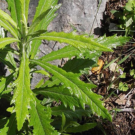 Senecio pterophorus \ S&uuml;dafrikanisches Greiskraut / Winged Groundsel, African Ragwort, I Liguria, Toirano 20.5.2013