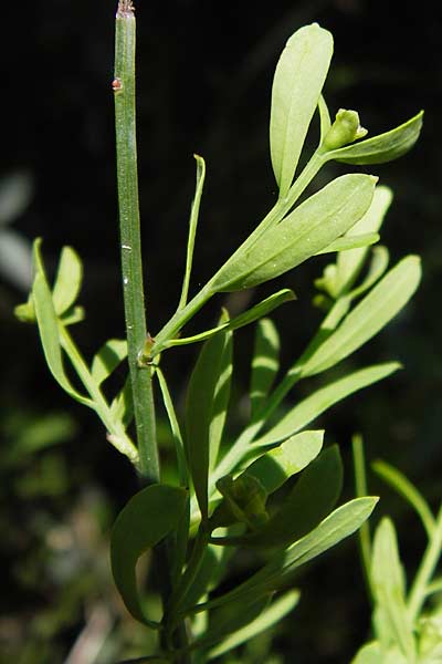 Osyris alba \ Weier Harnstrauch / Poet's Cassia, I Finale Ligure 22.5.2013