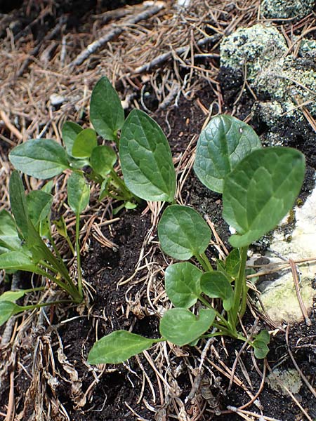 Valeriana dioica \ Sumpf-Baldrian / Marsh Valerian, I Südtirol,  Plätzwiese 5.7.2022