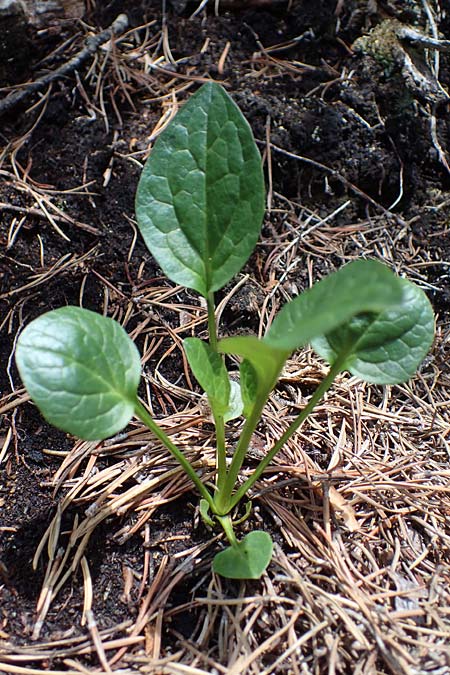 Valeriana dioica \ Sumpf-Baldrian / Marsh Valerian, I Südtirol,  Plätzwiese 5.7.2022