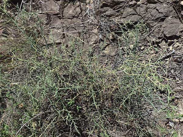 Calicotome spinosa \ Stacheliger Dorn-Ginster, I Liguria, Moneglia 26.9.2023