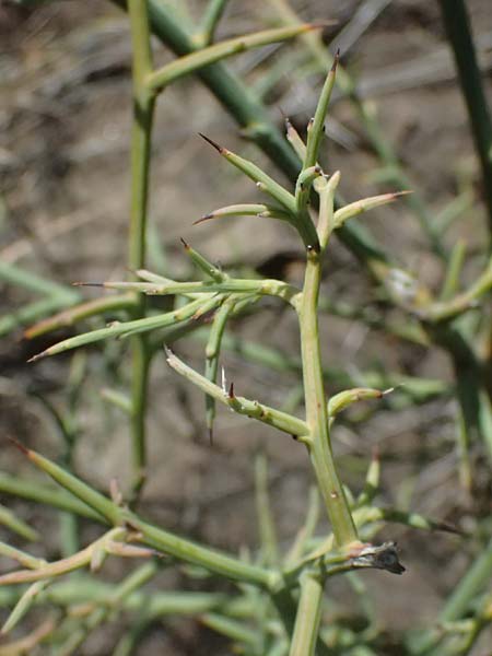 Calicotome spinosa \ Stacheliger Dorn-Ginster, I Liguria, Moneglia 26.9.2023