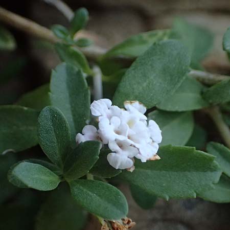 Phyla nodiflora \ Kriechende Teppich-Verbene / Turtle Grass, Turkey-Tangle Fogfruit, I Liguria, Cinque Terre 28.9.2023
