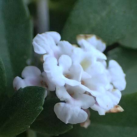 Phyla nodiflora \ Kriechende Teppich-Verbene / Turtle Grass, Turkey-Tangle Fogfruit, I Liguria, Cinque Terre 28.9.2023