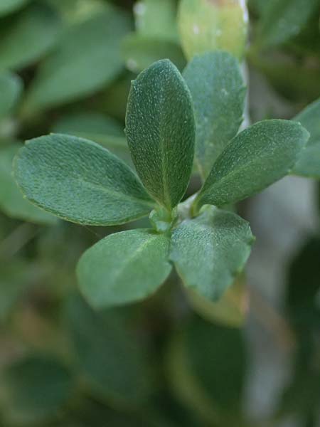 Phyla nodiflora \ Kriechende Teppich-Verbene / Turtle Grass, Turkey-Tangle Fogfruit, I Liguria, Cinque Terre 28.9.2023