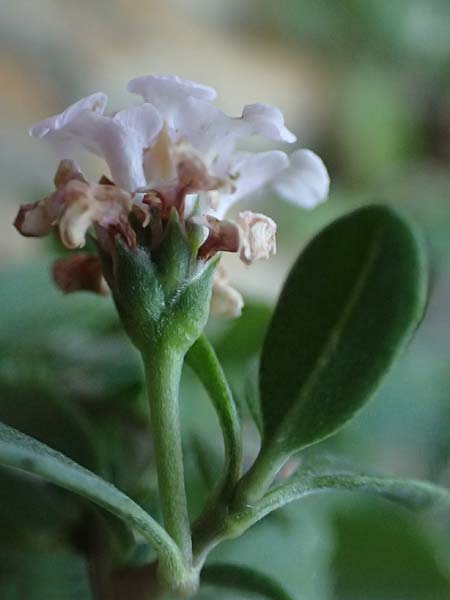 Phyla nodiflora \ Kriechende Teppich-Verbene / Turtle Grass, Turkey-Tangle Fogfruit, I Liguria, Cinque Terre 28.9.2023