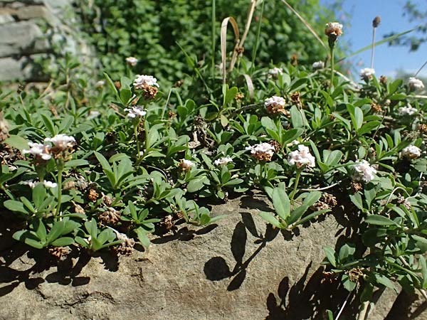 Phyla nodiflora \ Kriechende Teppich-Verbene / Turtle Grass, Turkey-Tangle Fogfruit, I Liguria, Cinque Terre 28.9.2023
