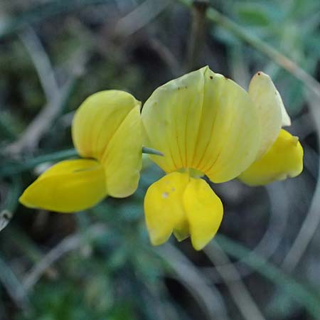 Lotus angustissimus \ Schmalblttriger Hornklee / Slender Bird's-Foot Trefoil, I Liguria, Passo delle Cappelletta 1.10.2023