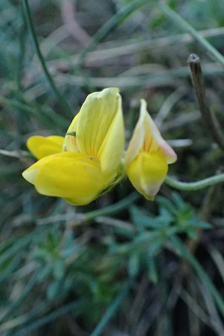 Lotus angustissimus \ Schmalblttriger Hornklee / Slender Bird's-Foot Trefoil, I Liguria, Passo delle Cappelletta 1.10.2023