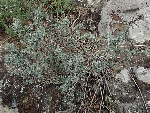 Fumana thymifolia \ Thymianbl&auml;ttriges Nadelr�schen / Thyme-Leaved Sun-Rose, I Liguria, Bonassola 4.10.2023