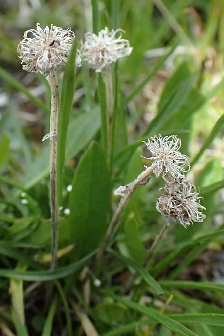 Phyteuma hemisphaericum \ Halbkugelige Teufelskralle / Horned Rampion, I Passo di Gavia 11.7.2026