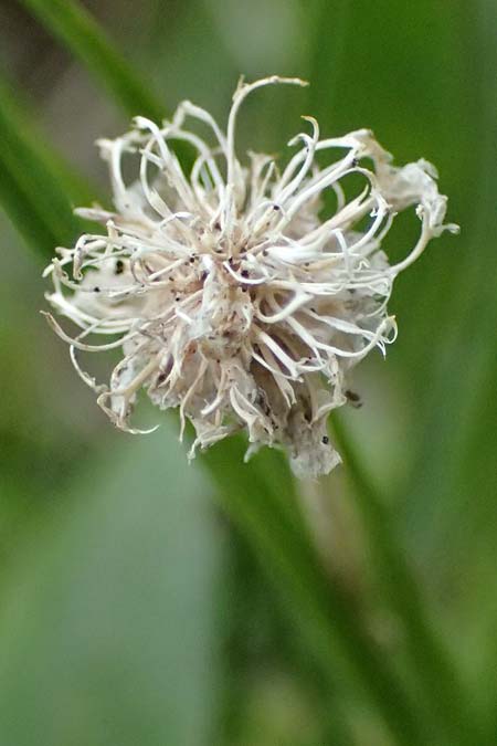 Phyteuma hemisphaericum \ Halbkugelige Teufelskralle / Horned Rampion, I Passo di Gavia 11.7.2026