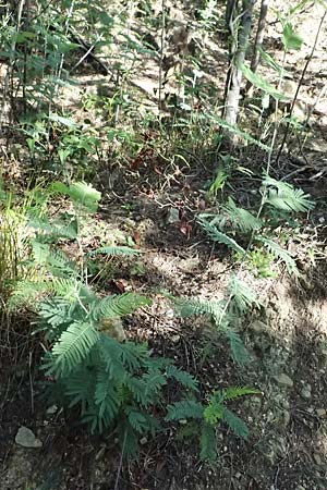 Acacia dealbata \ Silber-Akazie, I Liguria, Moneglia 26.9.2023