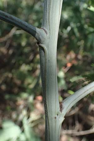 Acacia dealbata \ Silber-Akazie, I Liguria, Moneglia 26.9.2023