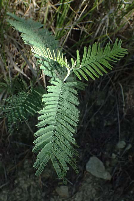 Acacia dealbata \ Silber-Akazie, I Liguria, Moneglia 26.9.2023