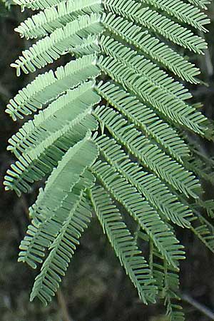 Acacia dealbata \ Silber-Akazie, I Liguria, Moneglia 26.9.2023