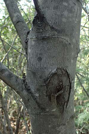 Acacia dealbata \ Silber-Akazie, I Liguria, Moneglia 26.9.2023