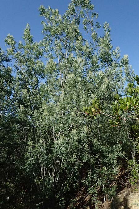 Acacia dealbata \ Silber-Akazie, I Liguria, Moneglia 26.9.2023