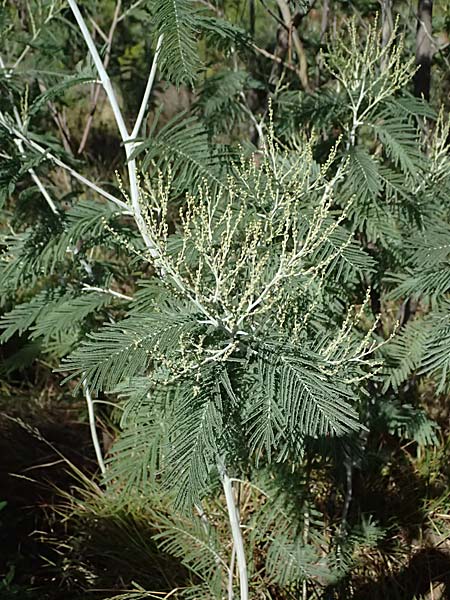 Acacia dealbata \ Silber-Akazie, I Liguria, Moneglia 26.9.2023