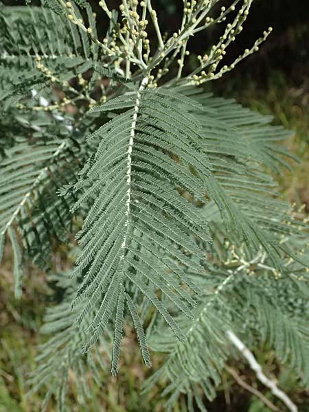 Acacia dealbata \ Silber-Akazie, I Liguria, Moneglia 26.9.2023